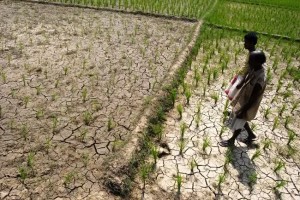 Modern india agriculture